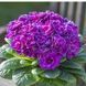 купить Примула Belarina Purple Diamond