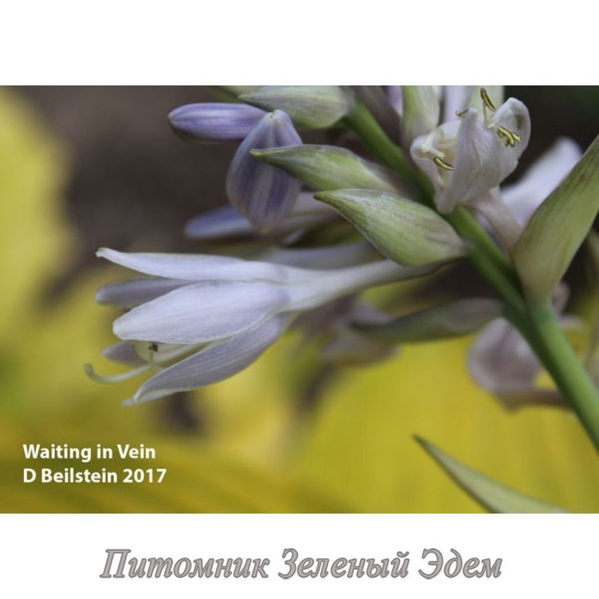 купити Хоста Waiting in Vein
