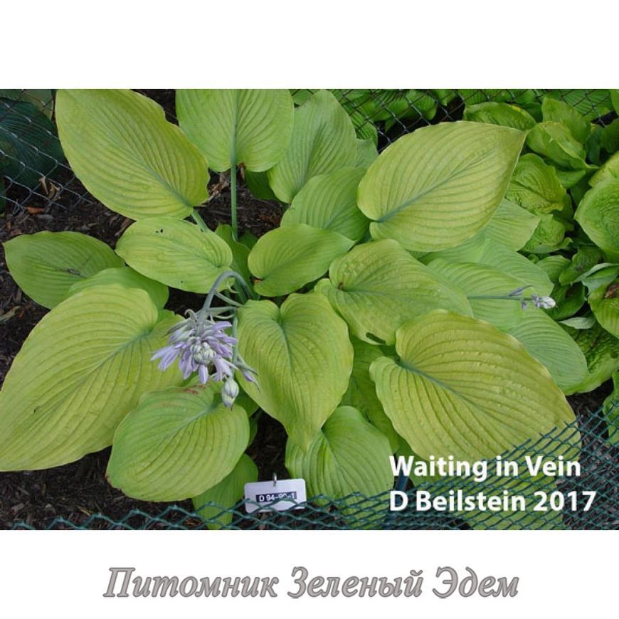 купити Хоста Waiting in Vein