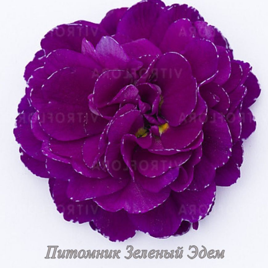 купить Примула Belarina Purple Diamond