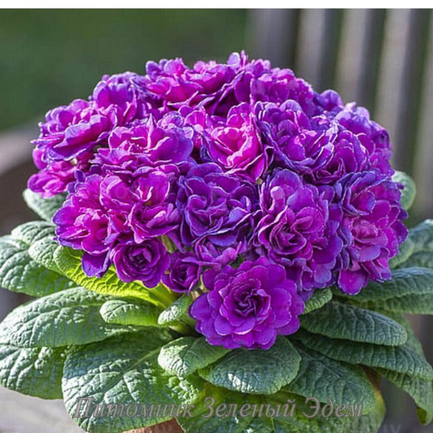 купить Примула Belarina Purple Diamond