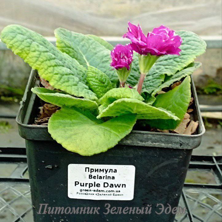 купить Примула Belarina Purple Dawn