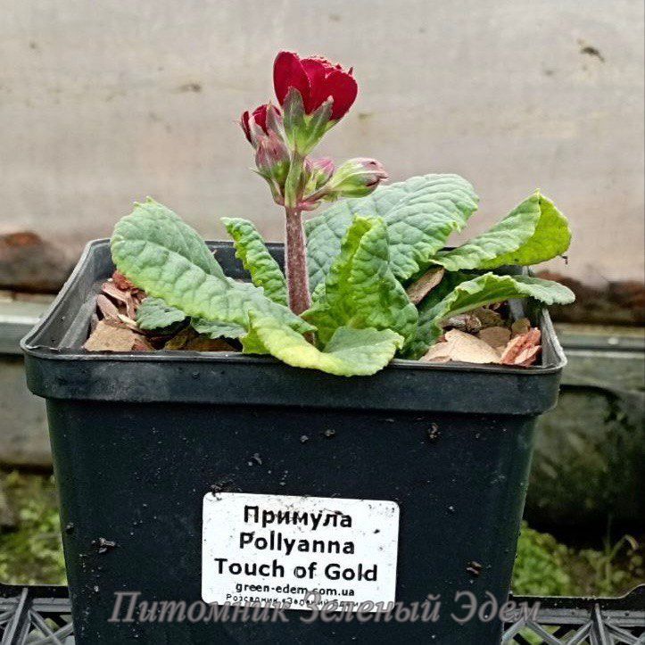 купить Примула Pollyanna Touch of Gold
