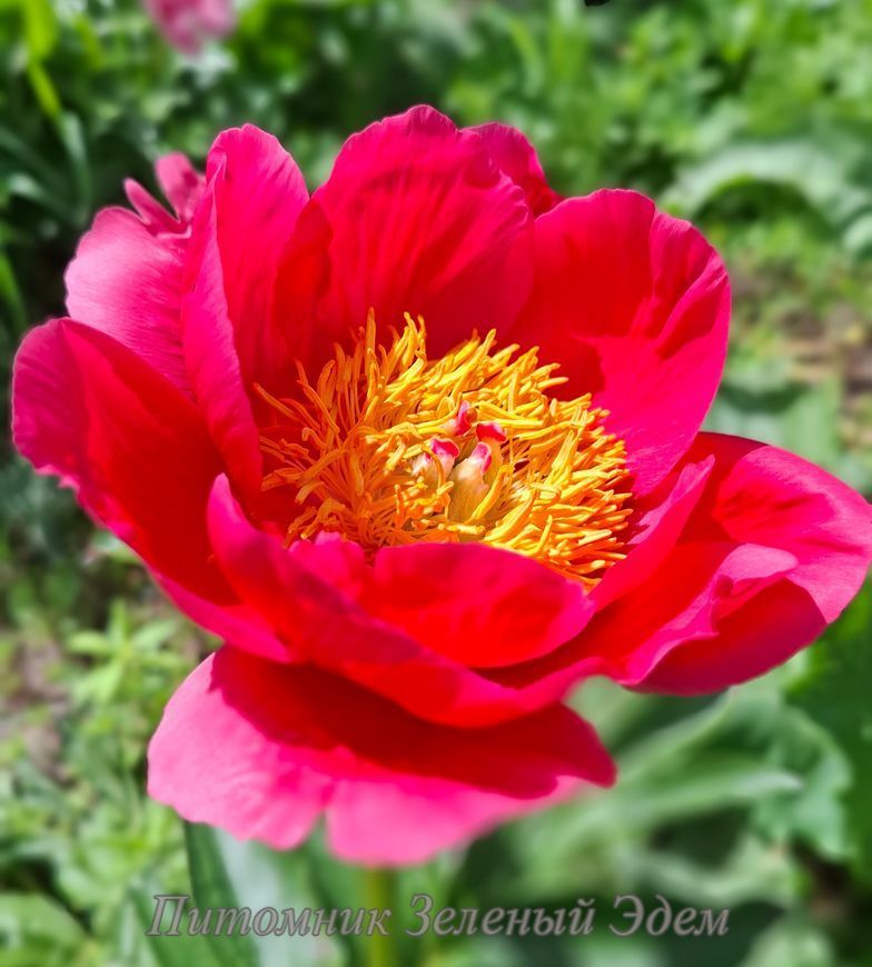 купити Півонія Feerie