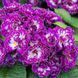 купить Примула Belarina Purple Dawn