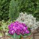 купить Примула Belarina Purple Dawn