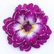 купить Примула Belarina Purple Dawn