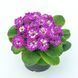 купить Примула Belarina Purple Dawn