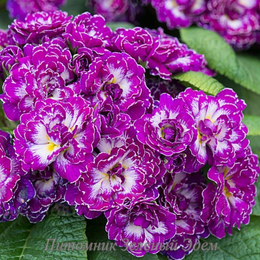 купить Примула Belarina Purple Dawn