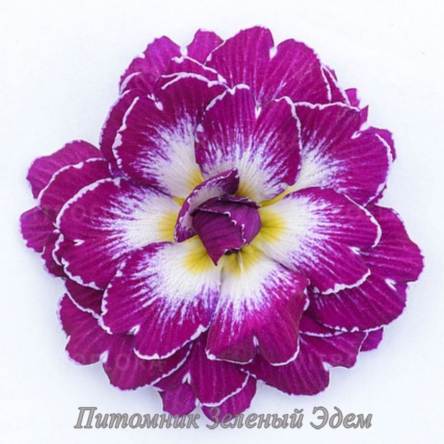 купить Примула Belarina Purple Dawn