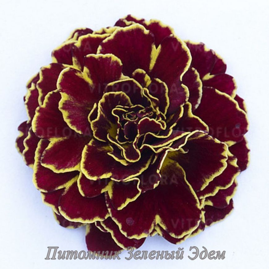 купити Примула Belarina Sunrise Ruby
