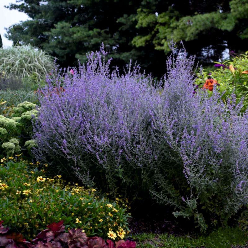 Перовския Perovskia atriplicifolia Rocketman