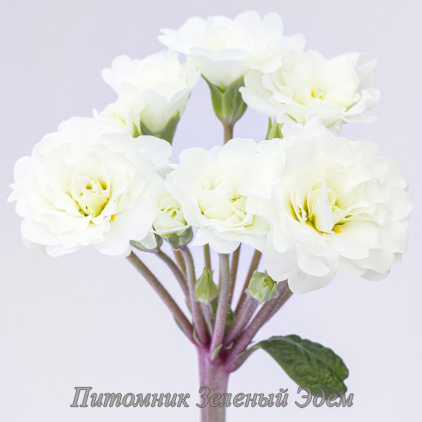 купить Примула Pollyanna Frosty White