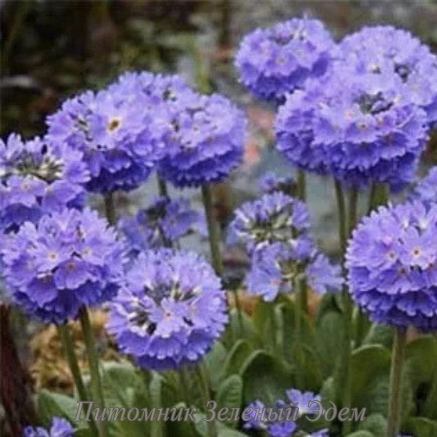 купить Примула мелкозубчатая Blue Selection