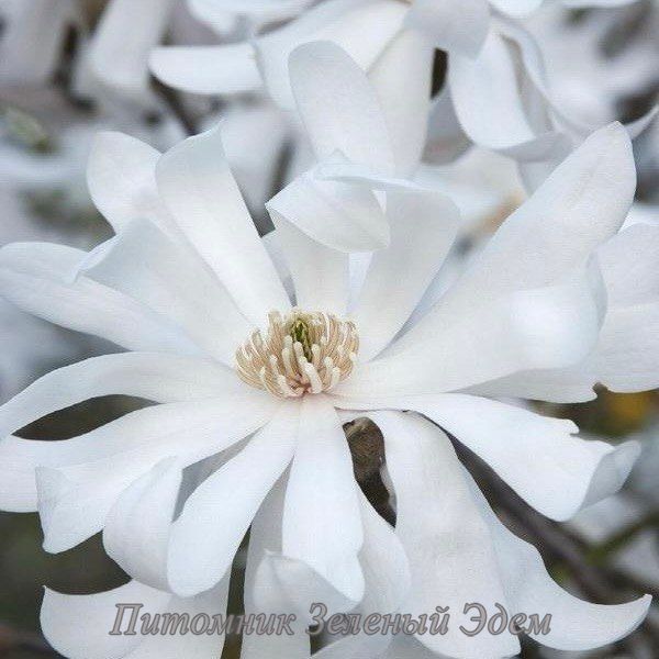 купить Магнолия звёздчатая Royal Star