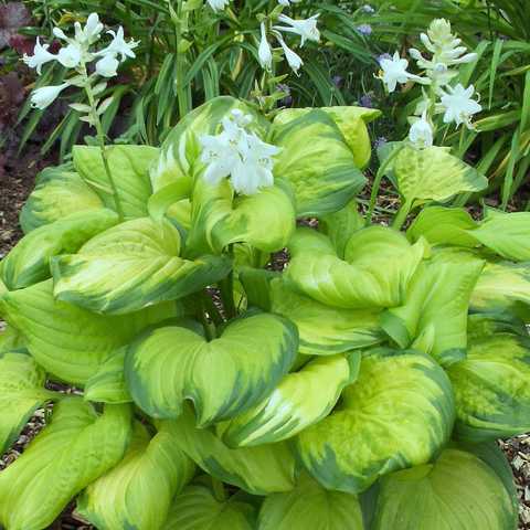 Hosta hybride Guacamole