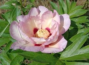 купить Пион Pastel Splendor