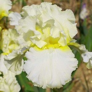 купить Ирис Devonshire Cream