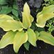 купити Хоста See No Evil