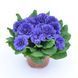 купить Примула Prima Belarina Blue Champion