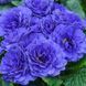 купить Примула Prima Belarina Blue Champion