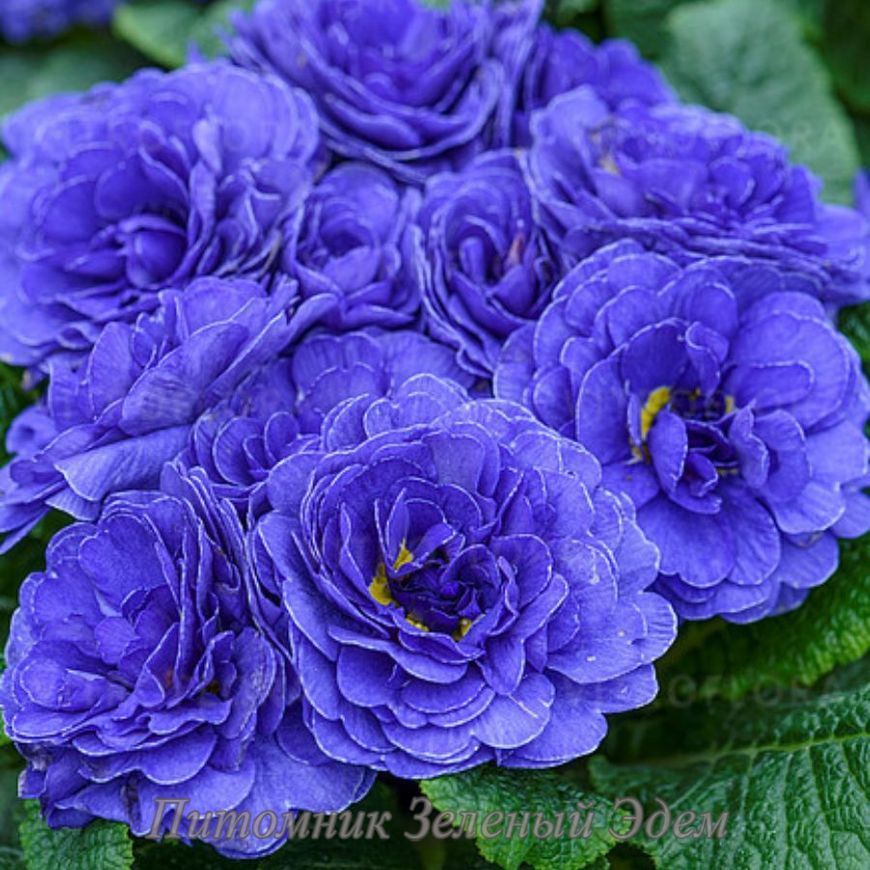 купить Примула Prima Belarina Blue Champion