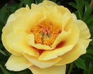 купити Півонія Itoh Sonoma Monday