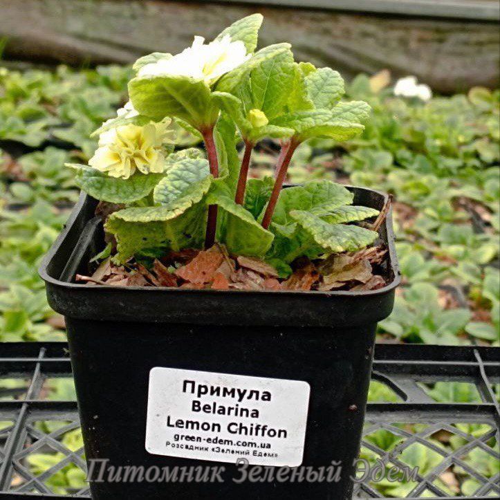 купить Примула Belarina Lemon Chiffon