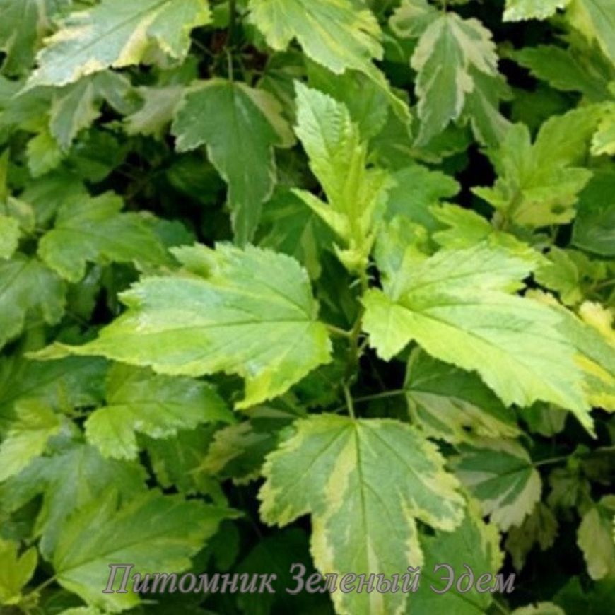 купить Пузыреплодник калинолистный Golden Anny