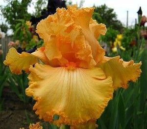 купить Ирис Fringe Benefits