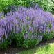 купити Шавлія дібровна Blauhugel