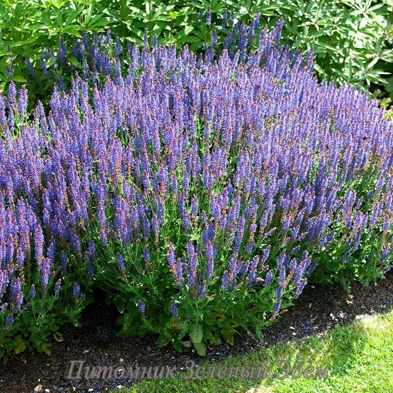 купити Шавлія дібровна Blauhugel