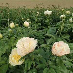 купити Півонія La Traviata