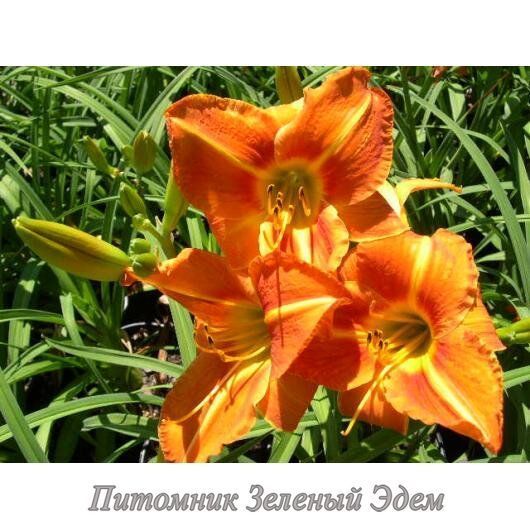 купить Лилейник Tuscawilla Tigress