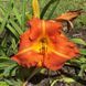 купить Лилейник Tuscawilla Tigress