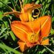 купить Лилейник Tuscawilla Tigress