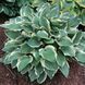 купить Хоста Tambourine