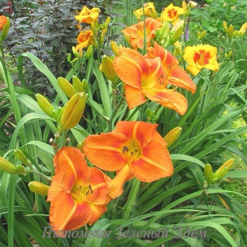 купить Лилейник Tuscawilla Tigress