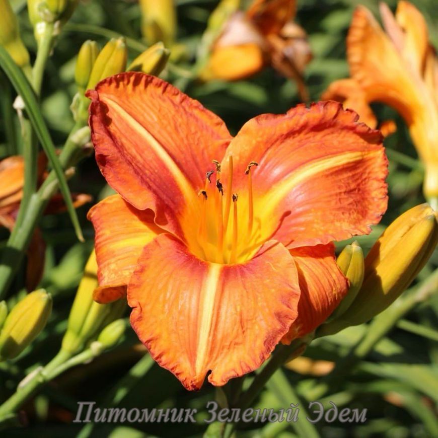 купить Лилейник Tuscawilla Tigress