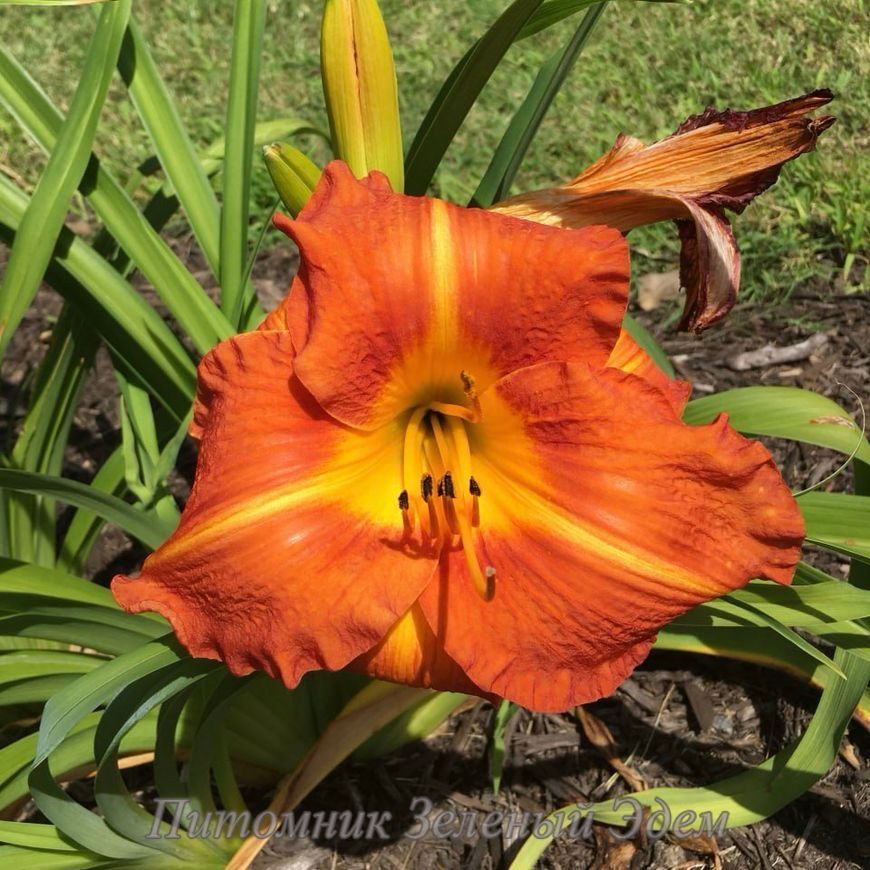 купить Лилейник Tuscawilla Tigress
