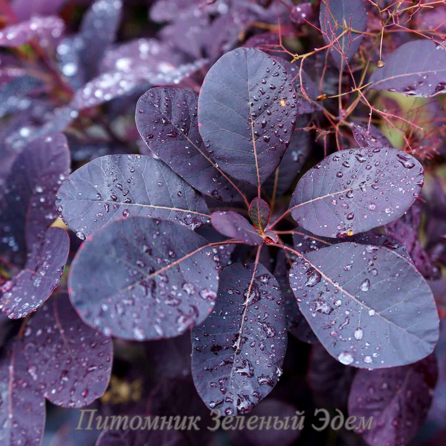 купить Скумпия кожевенная Royal Purple