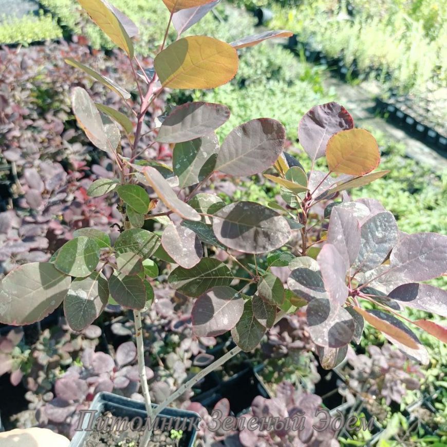 купить Скумпия кожевенная Royal Purple