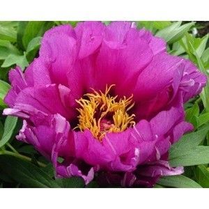 купити Півонія Itoh Morning Lilac
