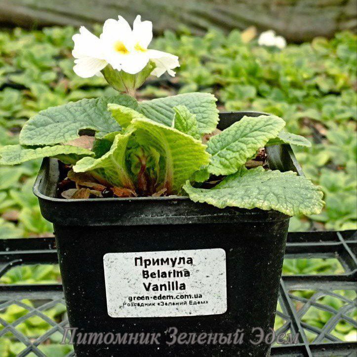 купить Примула Belarina Vanilla