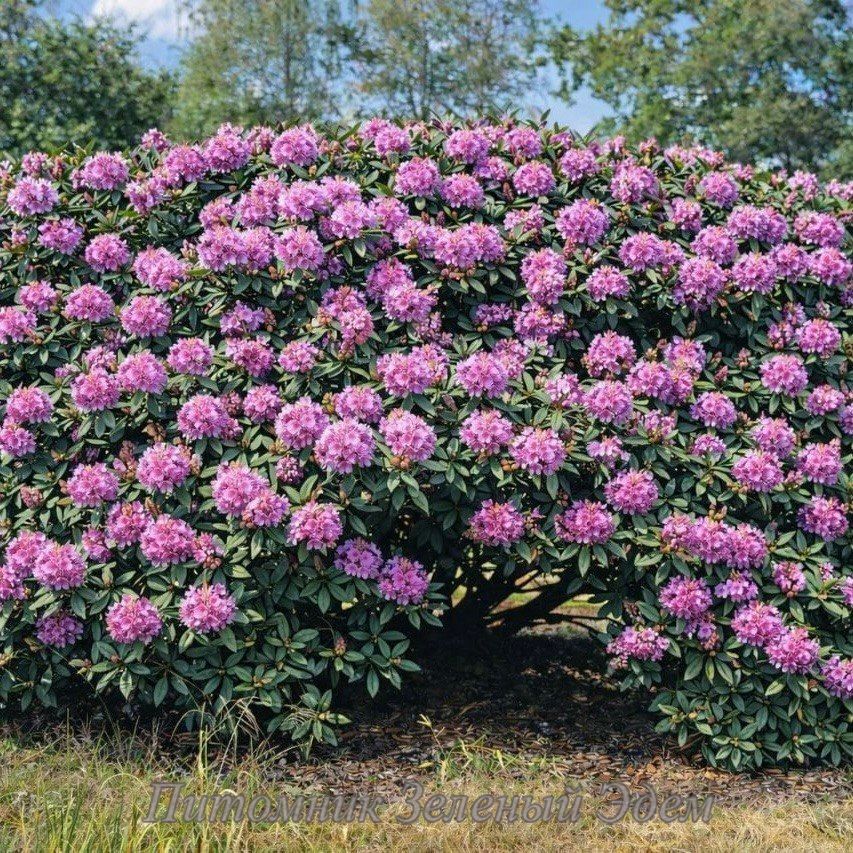 Рододендрон Roseum Elegans, С3 (3л)
