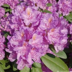 Рододендрон Catewbince Grandiflorum, С3 (3л)