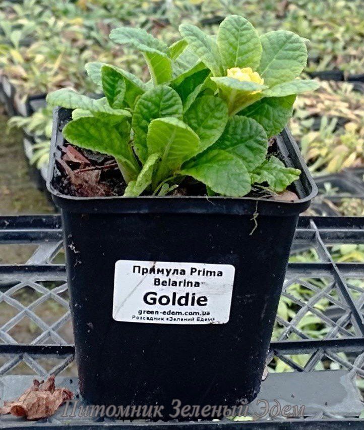 купить Примула Prima Belarina Goldie