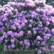 Рододендрон Catewbince Grandiflorum, С3 (3л)