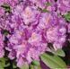 Рододендрон Catewbince Grandiflorum, С3 (3л)