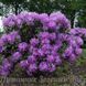 Рододендрон Catewbince Grandiflorum, С3 (3л)